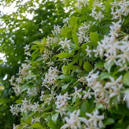 Готель типу 