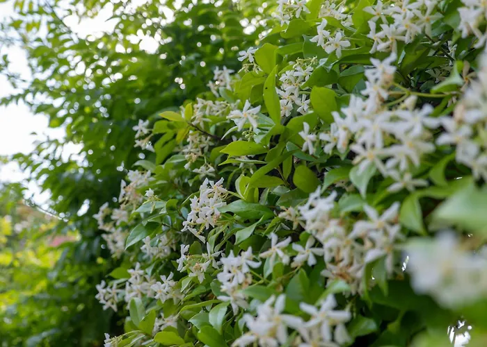 Bed & Breakfast Seta Giardini-Naxos